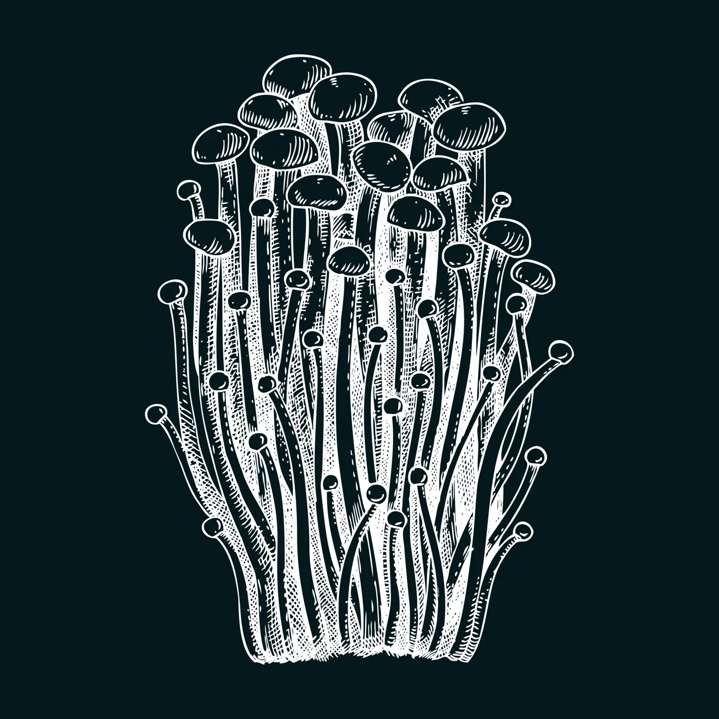 Enioki mushroom sketch. Edible fungus illustration on chalkboard. Fungal protein, mycoprotein, plant-based product ingredients, healthy food design element. Enokitake mushroom drawing Illustration